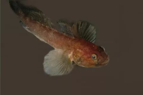 This goby is only found in the Benguela ecosystem, one of the world’s most productive fisheries area. 