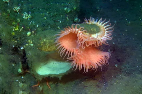 The Venus flytrap sea anemone (Actinoscyphia aurelia) is a large sea anemone that superficially resembles a Venus flytrap. It closes its tentacles to capture prey or to protect itself. It is a deep ocean species. 