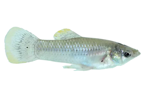 The Atlantic molly, a Mexican cavefish which developed resistance to a fish toxin