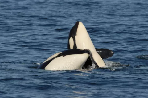 A pair of southern resident orcas