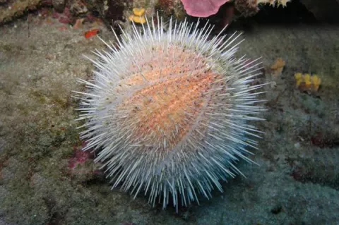Sea urchins move slowly, crawling with tube feet, and also propel themselves with their spines