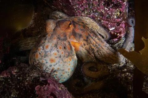 Octopus at Ponta da Passagem, Sesimbra, Portugal