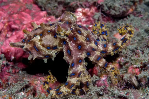 Photo 4. An angry blue-ringed octopus flashes its bright blue rings as a warning.