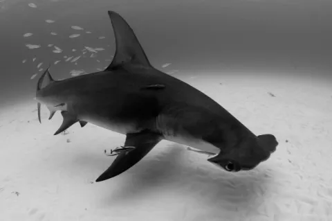 Great hammerhead shark off Bimini