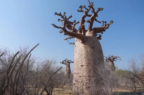 Bottle baobab with fungus patterns, Madagascar