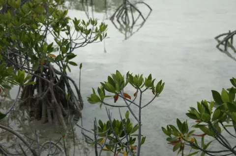 Mangrove forests  are major blue carbon systems, storing considerable amounts of carbon in marine sediments, thus becoming important regulators of climate change.