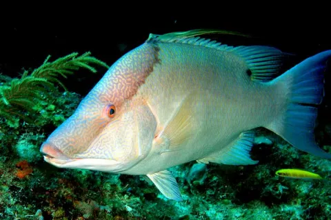 The hogfish, also known as boquinete, doncella de pluma or pez perro in Mexico is a species of wrasse native to the Western Atlantic Ocean