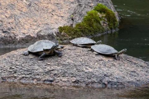 Image shows three turtles on a sandy mound surrounded by water, in a natural environment