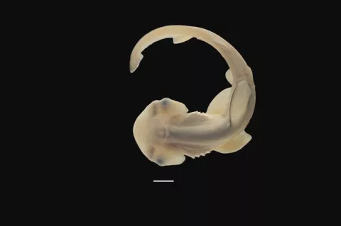 Baby hammerhead during development with a nascent hammerhead snout.
