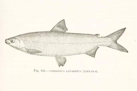 In 2023, DNA analysis found the houting to be genetically indistinguishable from Coregonus lavaretus, the common European Whitefish,and therefore not extinct.