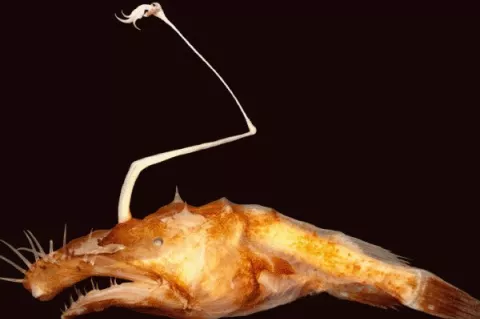 A new species of the deep-sea ceratioid anglerfish