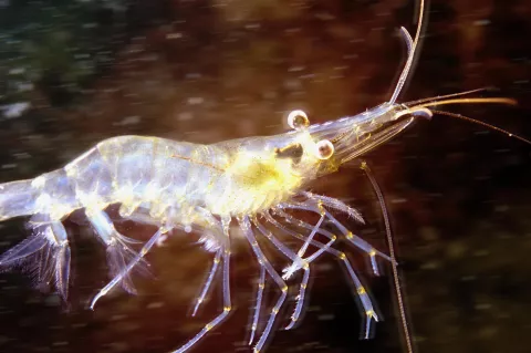 Hungry shrimp innovate more