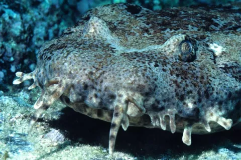 Wobbegongs spend most of their time on the sea floor and hunt mostly at night using an unusual sit-and-wait ambush strategy