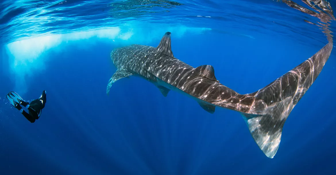 Cancun Whale Shark. Photo by Brandi Mueller