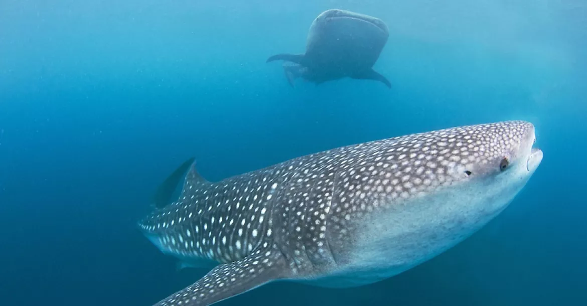 Macroalgae such as Sargassum weed are an important dietary component for whale sharks