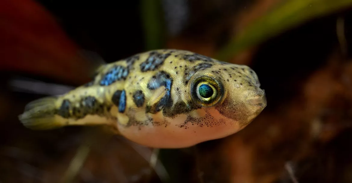 Puffer fish - Carinotetraodon travancoricus