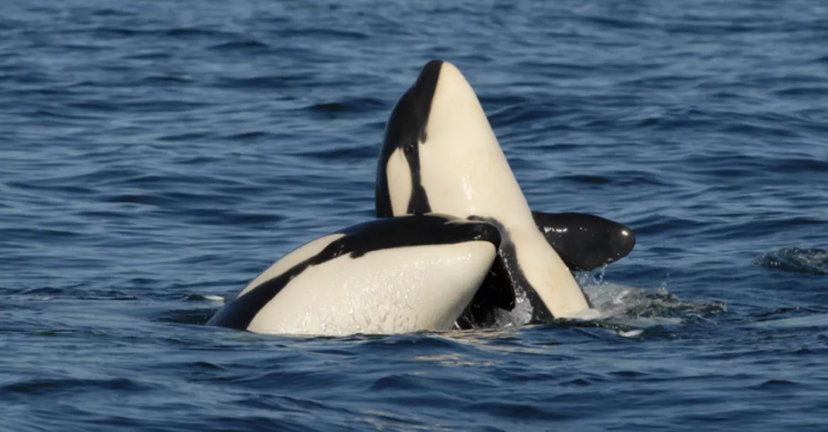 A pair of southern resident orcas