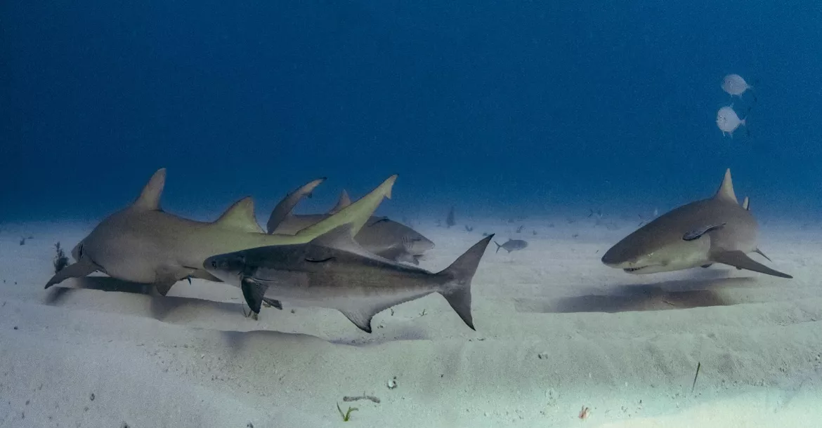 Lemon sharks doing ... erh... something. A cobia is joining the merry-go-round