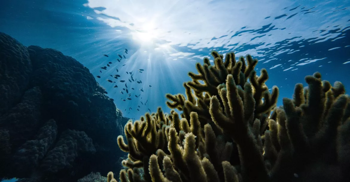 Photo shows a coral reef with a background of the sun's rays shining into the waters