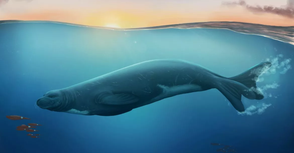 An artist's impression of the newly discovered monk seal species. Illustration by Jaime Bran. Copyright of Museum of New Zealand Te Papa.