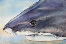 Illustration of a tiger shark by Ila France Porcher