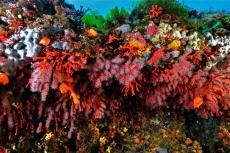 Red corals in the Mediterranean Sea.