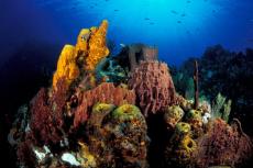 Sponges on reef, Dominica. Photo by Steve Jones