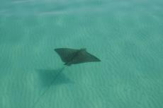 A whitespotted eagle ray gliding through the waters