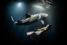Snorkelers can swim with whale sharks at Gaafu