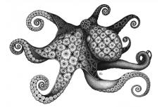 Octopus, by Kristin Moger. Micron ink on paper, 8 x 10 inches