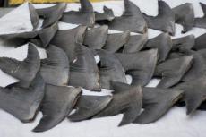 Fresh shark fins drying on sidewalk