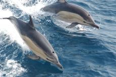 Common dolphin (NOAA NMFS/Wikimedia Commons/Public Domain)