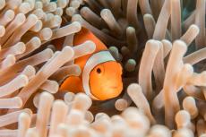 Juvenile clownfish exposed to artificial light at night die sooner than those exposed to natural light at night.