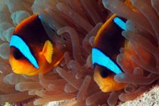 Banded anemonefish, Dahab, Red Sea. Photo by Barb Roy