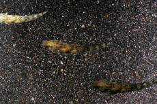 The colour-changing ability of the gobies.