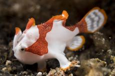 Photo by Matthew Meier: A tiny clown frogfish, Lembeh Strait, Indonesia