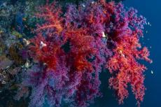 Soft corals, Rocky Island, Red Sea, Egypt. Photo by Scott Bennett