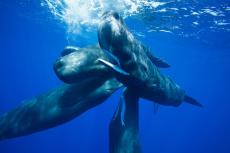 Sperm whale.  Photo by Eric Cheng