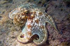 Octopus at Curacao