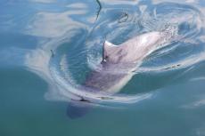 The harbour porpoise is one of eight extant species of porpoise. It is one of the smallest species of cetacean.