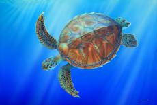 Merlin, the sea turtle, illustration by Ila France Porcher