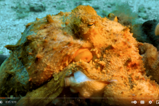 Screenshot from Lorenzo Moscia’s video Underwater World 
