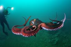 Giant Pacific Octopus - photo by Andrey Bizyukin