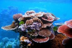 Corals on Flynn Reef, part of Australia's Great Barrier Reef