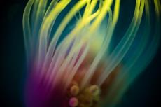 Softness, by Kate Jonker. Tubular hydroid, photographed using a very slow shutter speed and wide-open aperture to create a dreamy effect. Lit with two torches, one with a yellow filter and one with a pink filter