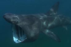 Basking shark 