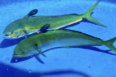 The mahi-mahi were tagged before being released back into the ocean.