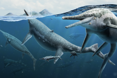 A depiction of the adult and young of the ichthyosaur species Shonisaurus popularis chasing ammonoid prey 230 million years ago. Image credit: Gabriel Ugueto.