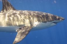 Great White Shark  Photo:  Elias Levy