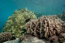 Coral species from left to right: cauliflower coral (Pocillopora meandrina), lobe coral (Porites lobata), and finger coral (Porites compressa). 